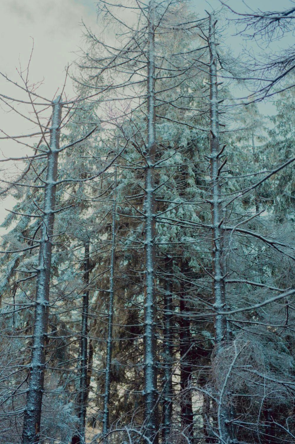 Wataha Pod Basztami - Alfa - Domki Caloroczne Radkow Esterno foto